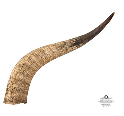 Engraved Zulu Cow Horn