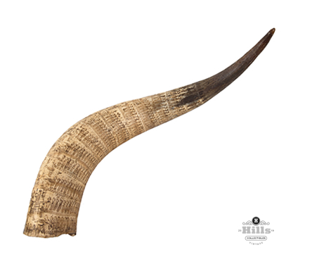 Engraved Zulu Cow Horn